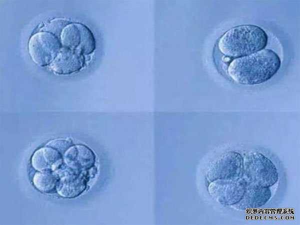 竹山县捐卵降调_竹山县有偿捐卵网_试管婴儿优胚和普胚的区别，一览本文即可