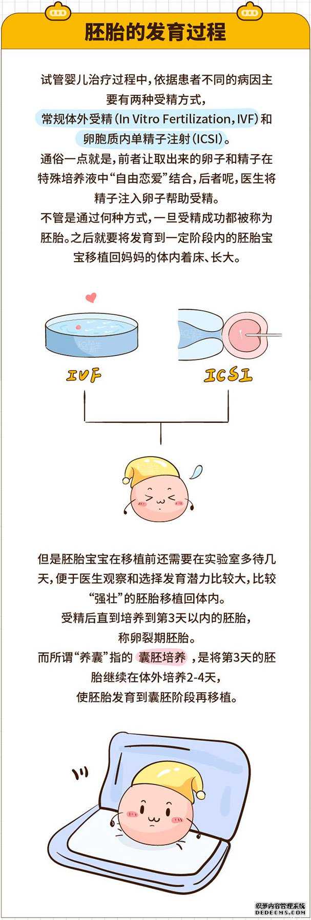 捐卵后对卵巢_试管婴儿到底要不要养囊?胚胎的发育过程