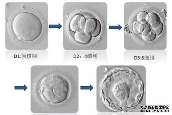洛杉矶捐卵_泰国试管婴儿专家告诉你：怎么有效提高胚胎着床率？